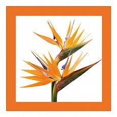 Servietten, 3-lagig 1/4-Falz 33 cm x 33 cm orange Oiseau de Paradis, Papstar (87727), 200 Stück